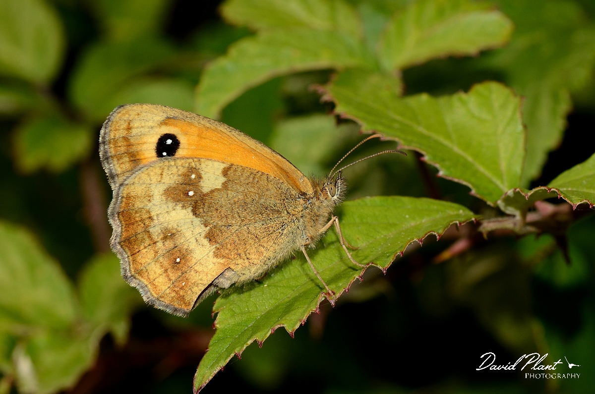 David Plant Photography - Wildlife Photography - Gatekeeper - B.jpg - Gatekeeper - Oxfordshire